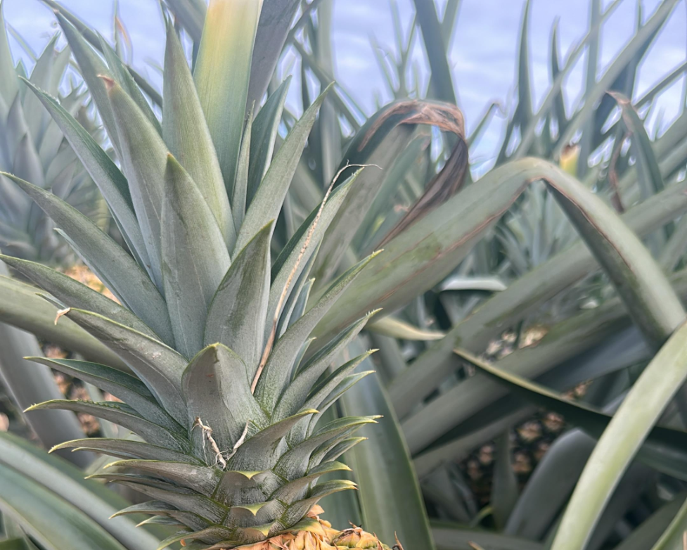 Industria 4.0 | Productores de piña en Panamá Exportación marítima y área de piñas frescas