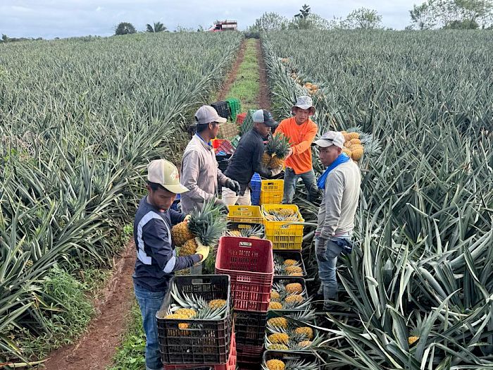 Industria 4.0 | Productores de piña en Panamá Galería