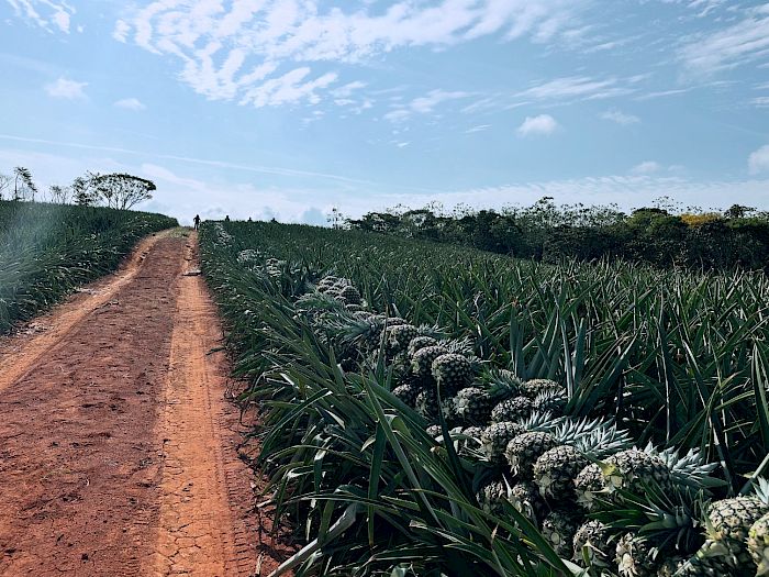 Industria 4.0 | Productores de piña en Panamá Galería