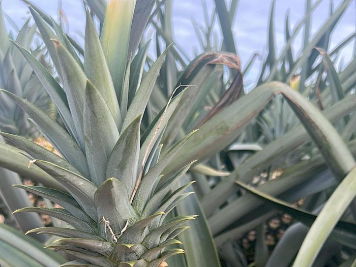 Industria 4.0 | Productores de piña en Panamá Galería
