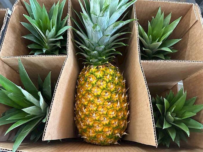 Industria 4.0 | Productores de piña en Panamá Galería