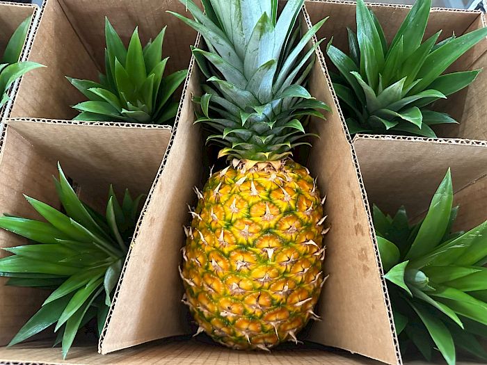 Industria 4.0 | Productores de piña en Panamá Galería
