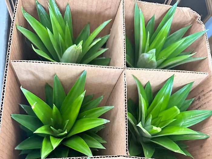 Industria 4.0 | Productores de piña en Panamá Galería