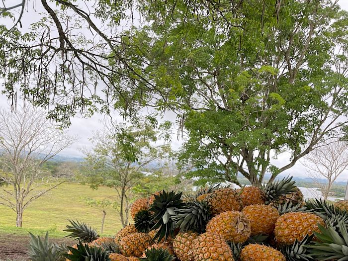 Industria 4.0 | Productores de piña en Panamá Galería
