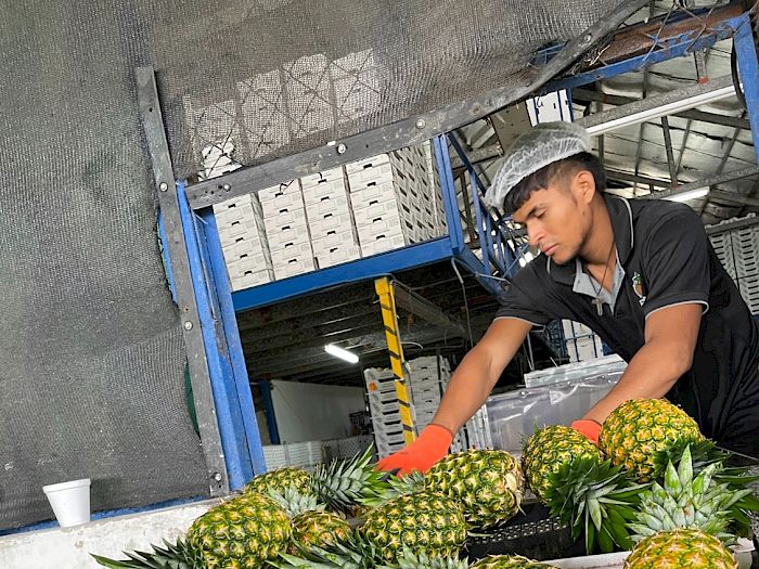 Industria 4.0 | Productores de piña en Panamá Galería