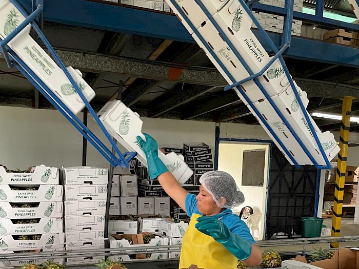 Industria 4.0 | Productores de piña en Panamá Galería