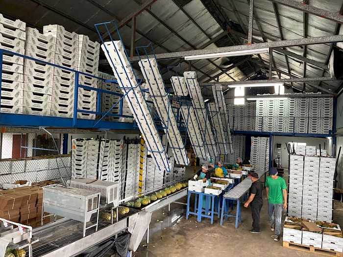 Industria 4.0 | Productores de piña en Panamá Galería