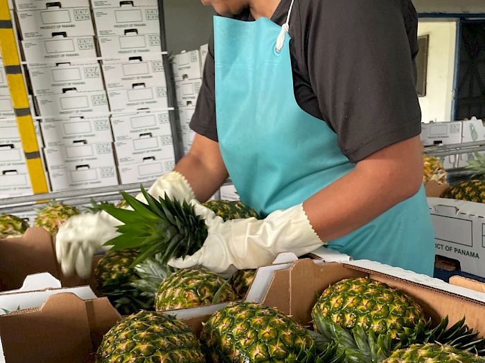 Industria 4.0 | Productores de piña en Panamá Galería