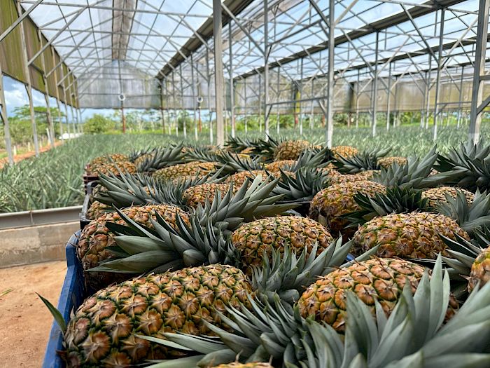 Industria 4.0 | Productores de piña en Panamá Galería