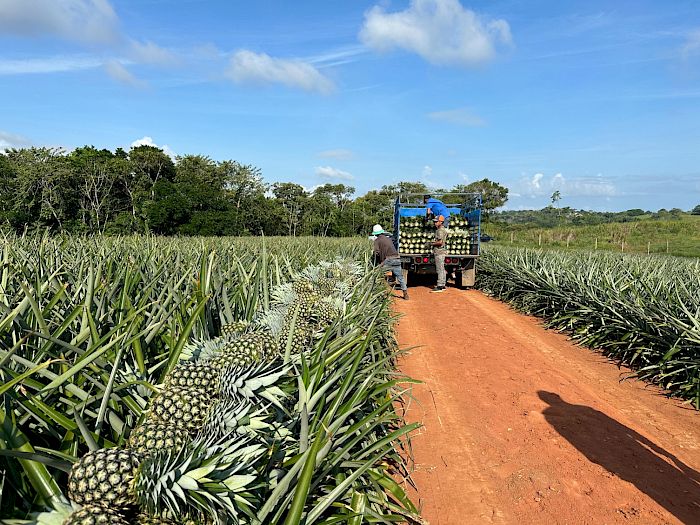 Industria 4.0 | Productores de piña en Panamá Galería