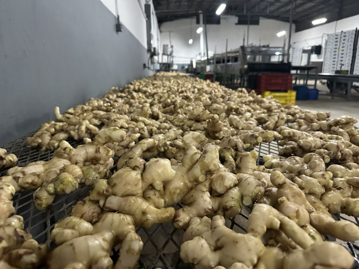 Industria 4.0 | Productores de piña en Panamá Galería