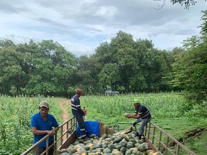Industria 4.0 | Productores de piña en Panamá Galería